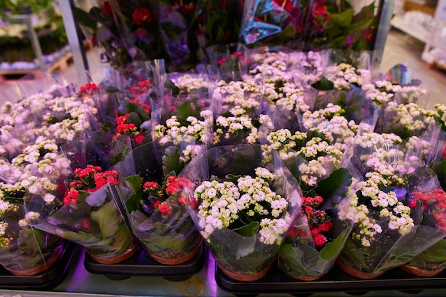 Foto verkoop van diverse bloemen en planten in de design- en interieurwinkel