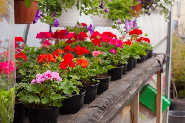 Verkoop van veelkleurige petunia&#39;s die in de kas worden geteeld.