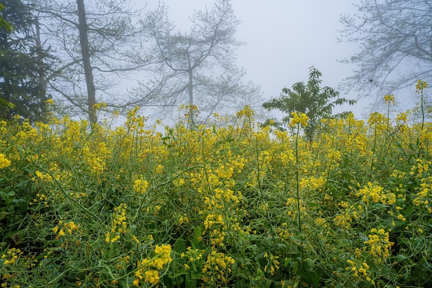 Verkrachting bloemen close-up tegen een blauwe lucht met wolken en mist op de natuur in de lente panoramisch uitzicht Groeiende bloeiende verkrachting soft focus kopie ruimte