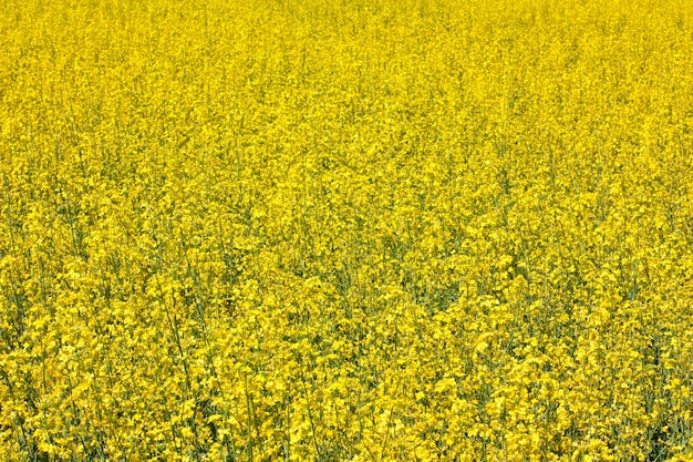 Verkrachting, geel bloemveld