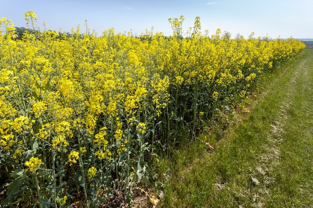 Verkrachting op het platteland van Essex