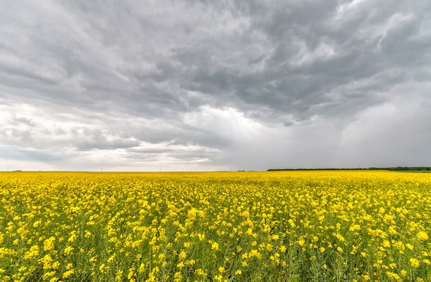 Verkrachtingsgebied in de lente in bewolkte dag