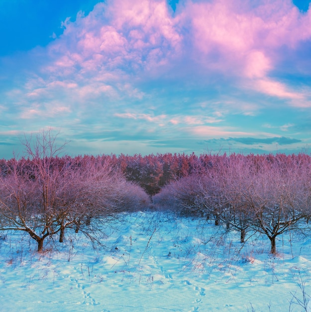 Verlaten appelboomgaard bij sneeuwrijke winterzonopgang