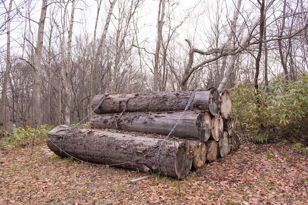 Foto verlaten boomstammen op het veld in het bos