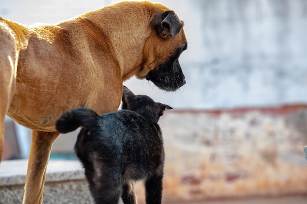 Verlaten gele hond en zwarte kat interactie vriendelijk