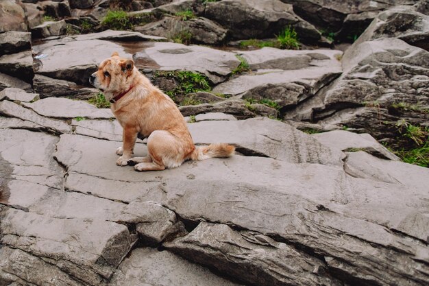 Verlaten hond zit verdrietig op de rotsen in de bergen