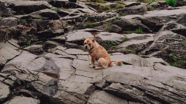 Verlaten hond zit verdrietig op de rotsen in de bergen