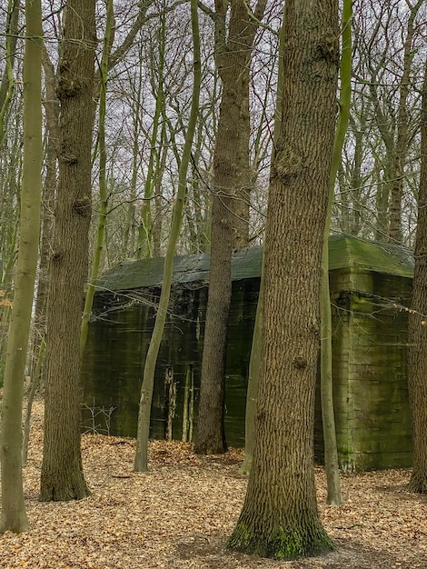 Verlaten houten huis in het bos in de vroege lente