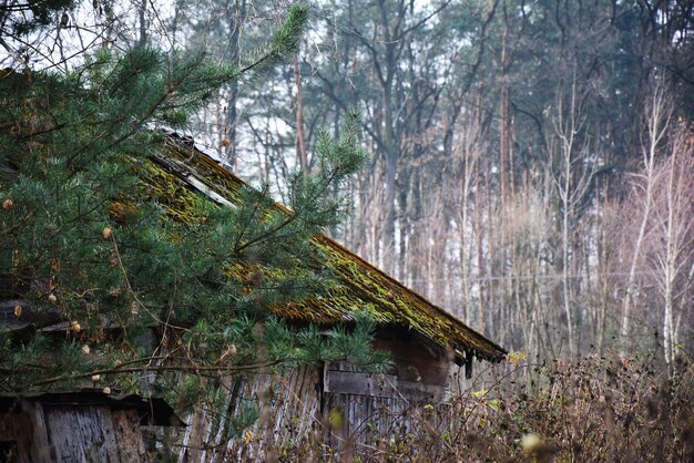 Foto verlaten huis bij bomen in het bos.
