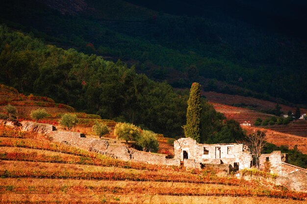 Verlaten oud huis in wijngaarden in de vallei van de rivier de douro, portugal. portugese wijnstreek. prachtig herfstlandschap