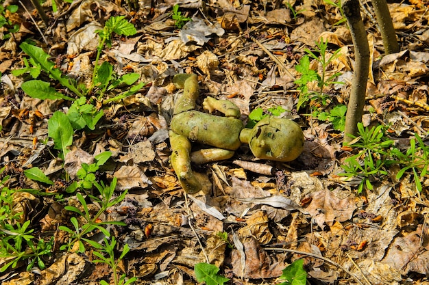 Verlaten oude gebroken pop in het bos