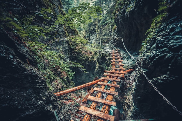 Verlaten oude houten brug in jungle bos.