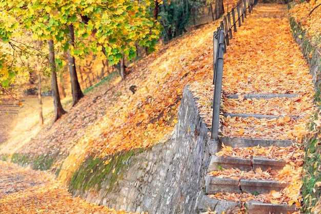 Verlaten parksteeg en trappen op berghelling bedekt met een tapijt van gele gevallen bladeren omringd door selectieve focus van herfstesdoorns