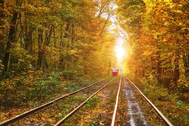 Verlaten spoor onder de herfstkleurige bomentunnel