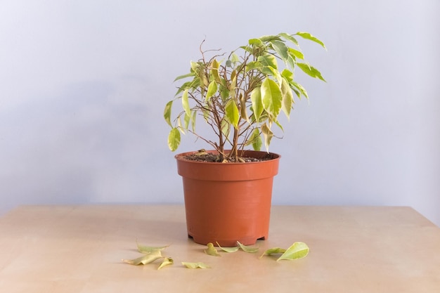 Verlaten stervende kamerplant met hangende droge bladeren in een pot op een blauwe tafel