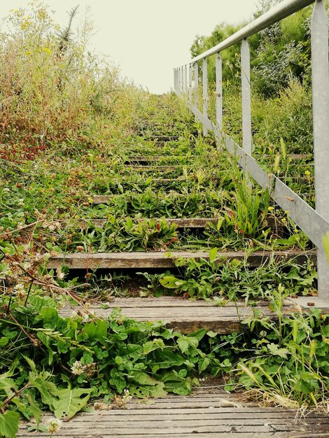 Verlaten trappen in het bos.