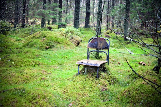 Verlaten, verloren bosplaats met zeer oude en beschadigde stoel om te zitten - ontspannende en groene mosh. Herfst spookachtig leeg bos. Eenzaamheid en leegte concept.