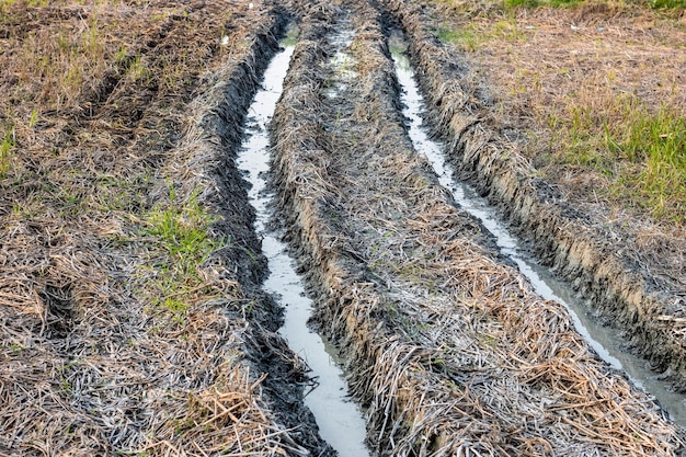 Verlaten vuile landelijke landbouwgrond met wilde grassen en rietjes