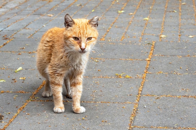 Verlaten zwerfkat met rode vacht in een straat