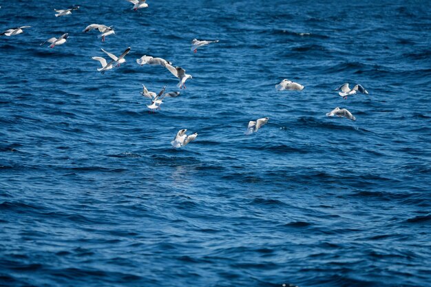verlegen albatrossen en andere zeevogels eten en vliegen over de oceaan bij de zuidwestelijke kaap in Tasmanië, Australië