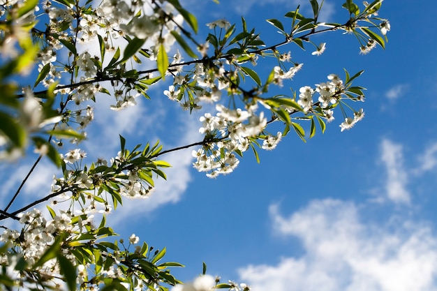 Verlicht achter prachtige witte bloemen kersen lente ,, bloeiende boomgaard voor het verkrijgen van een grote oogst van rode bessen