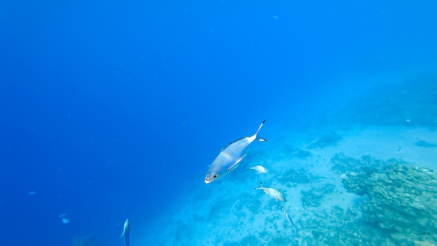 Verlicht door lichtstralen tegen de achtergrond van de zeebodem zwemmen kleine blauwe vissen.