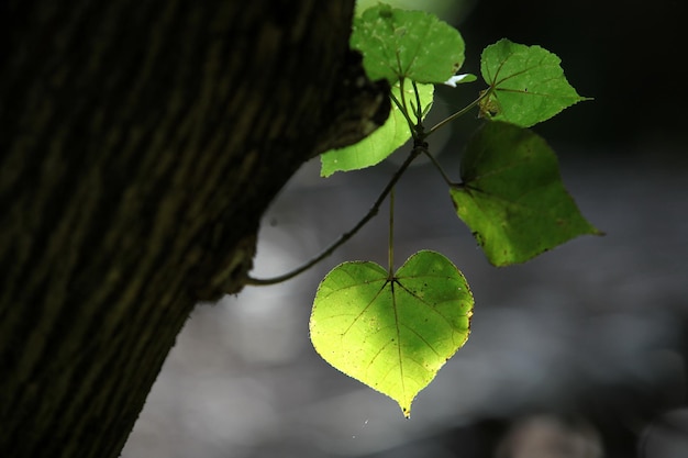 verlicht met prachtige groene bladeren