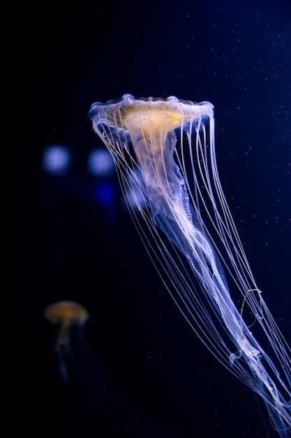 Verlichte blauwe kwallen met lange stekende tentakels in de diepe zee op zwarte donkere achtergrond. Verticale afbeelding van Medusa met zwarte achtergrond.