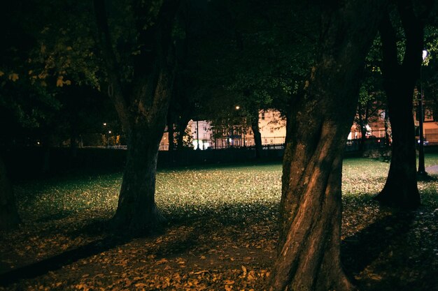 Foto verlichte tuin met bomen's nachts foto