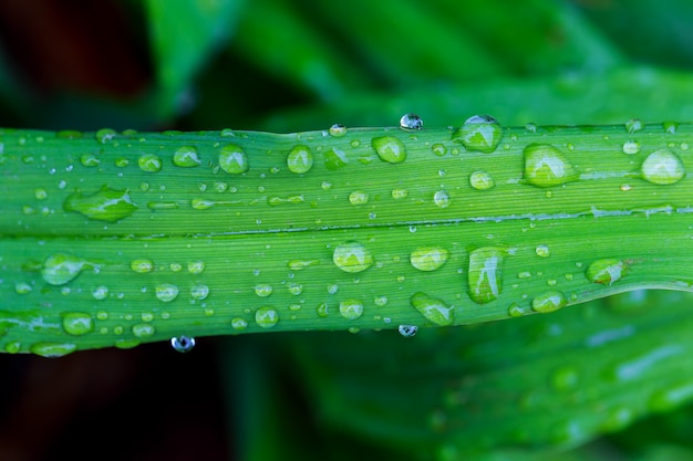 Verlof en waterdruppels detail