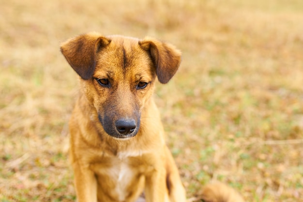 Verloren hond verdrietig