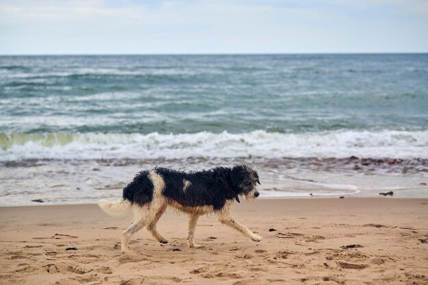 Verloren hond wandelen op zandstrand en op zoek naar eigenaar, zee achtergrond. Natte trieste hond met kraag wandelen langs de Oostzee op het strand. Moe dakloze hondje bevroren en wil eten