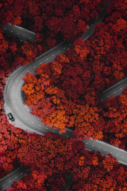 Foto verloren in het bos.