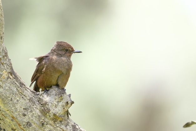 Vermilion flycatcher