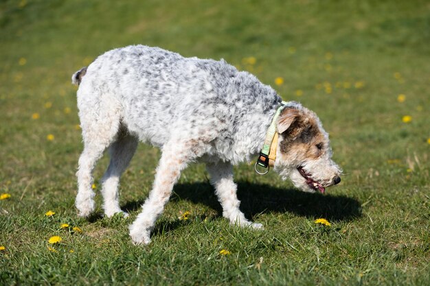 Foto vermoeid van het rennen een witte en grijze gemengde ras hond loopt met een uitstekende tong om af te koelen