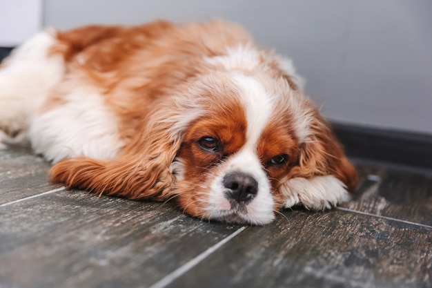 Vermoeide hond ligt op de vloer. cavalier king charles spaniel-puppy thuis. het huisdier is ziek