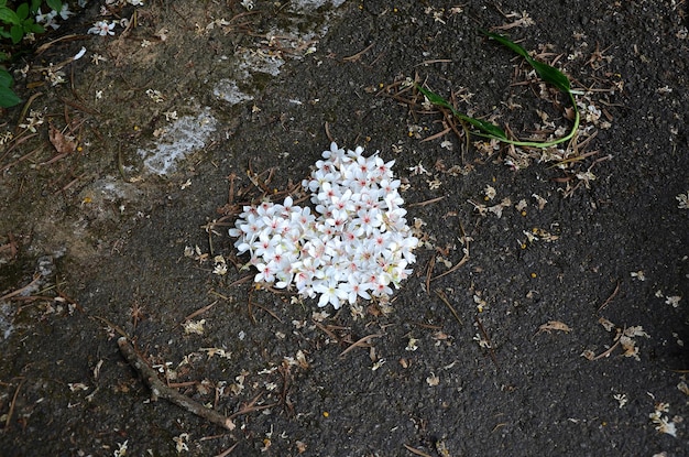 Vernicia fordii bloemen in hartvorm