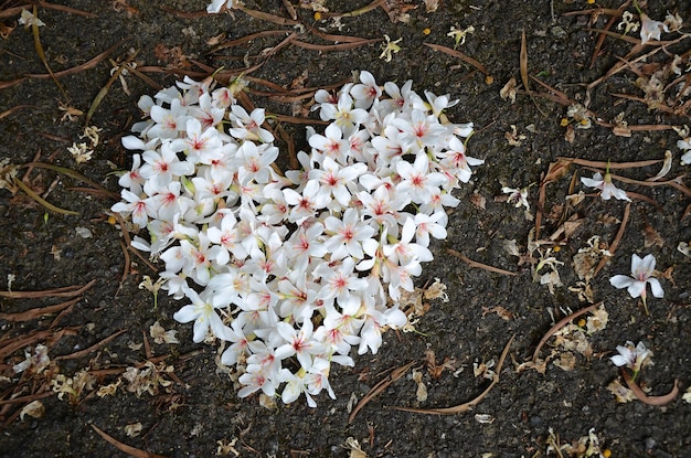 Vernicia fordii flowers in heart shape