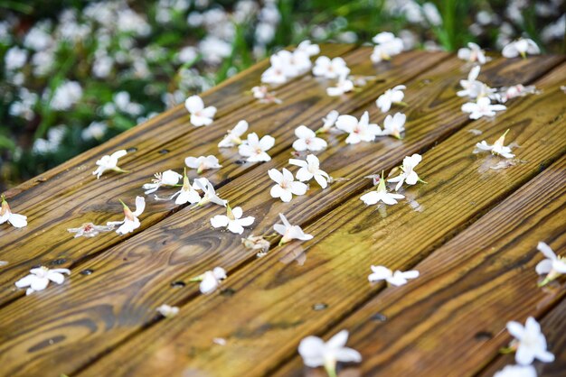 Vernicia fordii (桐油の花)