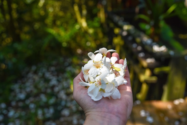 Vernicia fordii (桐油の花)