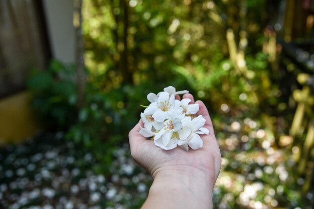 Vernicia fordii (tung oil flower)