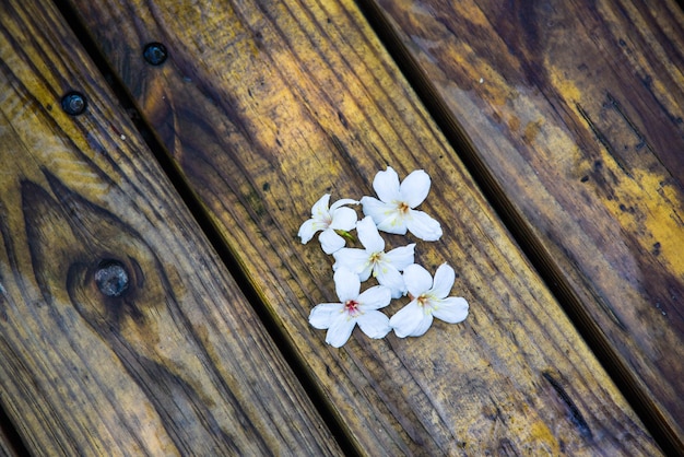 Photo vernicia fordii (tung oil flower)