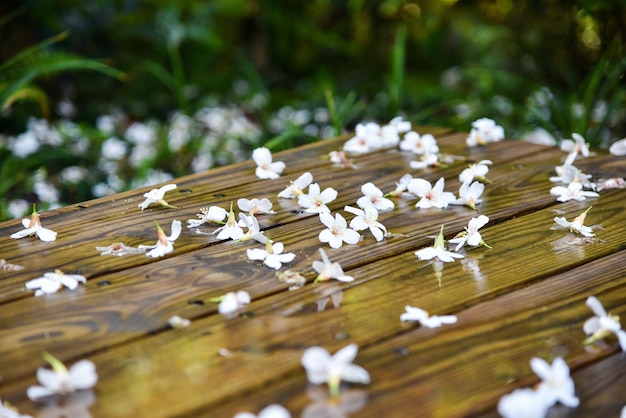 Vernicia fordii (tungoliebloem)