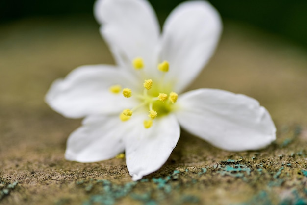 Vernicia fordii (tungoliebloem)