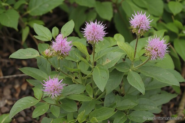 ヴェルノニア・シネレア 花が少ない