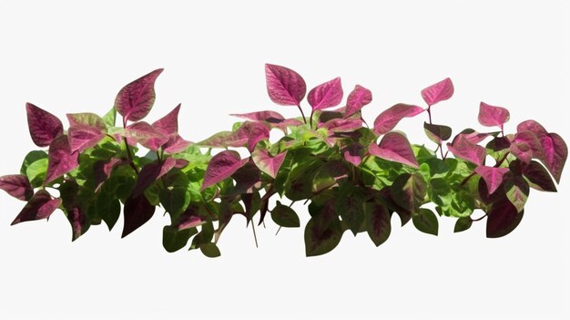 Vernonia Elliptica creeper plants isolated on a transparent background Generative AI