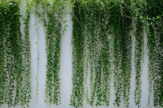 写真 ベルノニア・エリプティカ。建物や家屋の観葉植物となるつる植物。リークワンユーの植物。