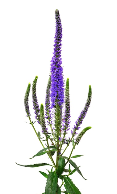 Veronica flower isolated on white background