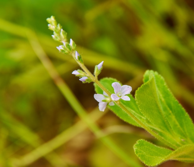 オオバコ科オオバコ科の顕花植物のヒーススピードウェル種であるベロニカオフィシナリス。ヨーロッパと西アジア原産です