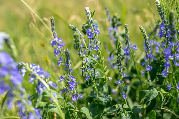 Veronica persica commonly known as veronica officinalis Purple flowers in a meadow near a lake during the flowering period